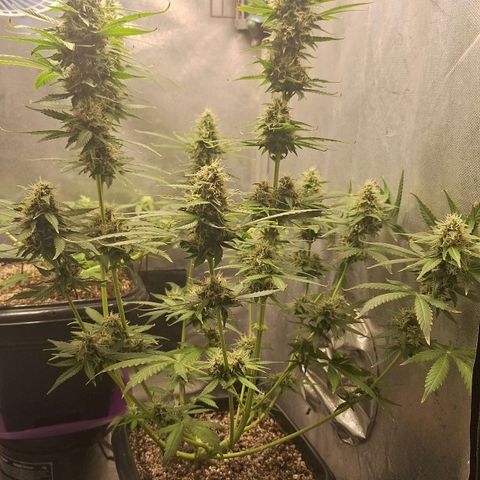 Withe Widow Auto - Trikoma seeds growlog timeline photo