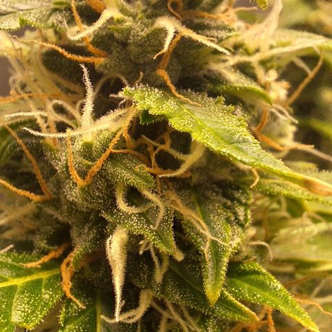 Withe Widow Auto - Trikoma seeds growlog timeline photo