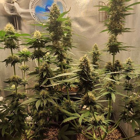 Lebron Haze - BSF growlog timeline photo