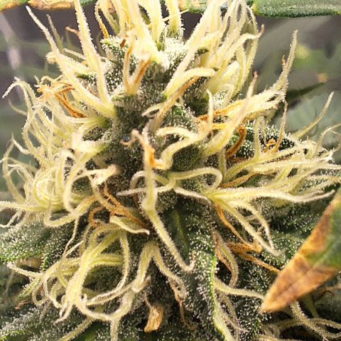 Lebron Haze - BSF growlog timeline photo