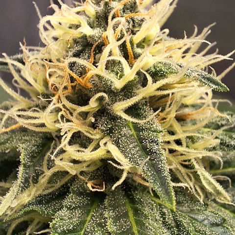 Lebron Haze - BSF growlog timeline photo