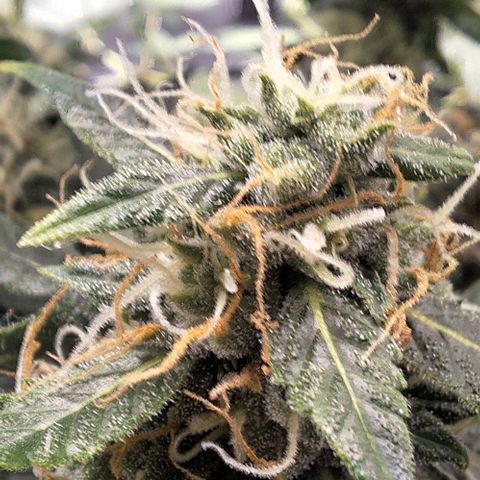 Lebron Haze - BSF growlog timeline photo