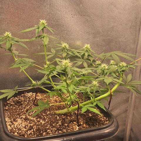 1️⃣-Fast Buds Mix - Auto growlog timeline photo