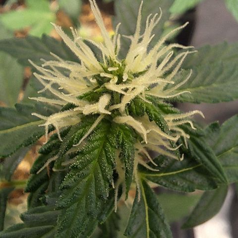 1️⃣-Fast Buds Mix - Auto growlog timeline photo