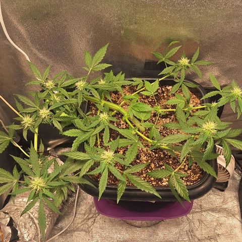 1️⃣-Fast Buds Mix - Auto growlog timeline photo