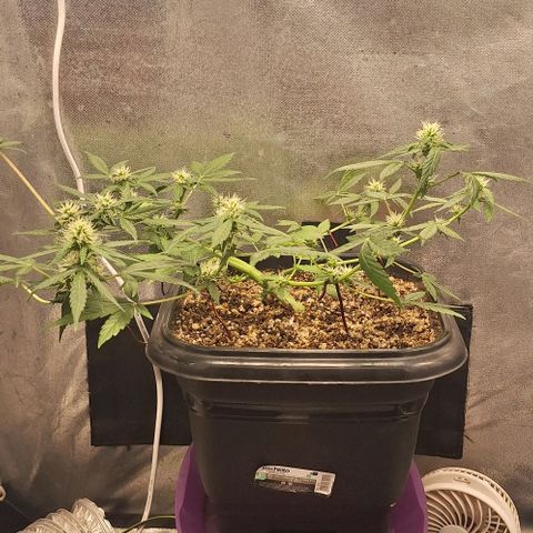 1️⃣-Fast Buds Mix - Auto growlog timeline photo