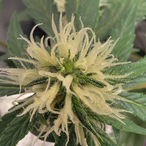 1️⃣-Fast Buds Mix - Auto growlog timeline photo