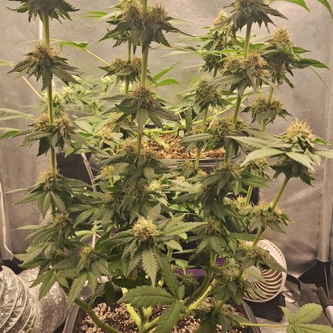 Lebron Haze - BSF growlog timeline photo