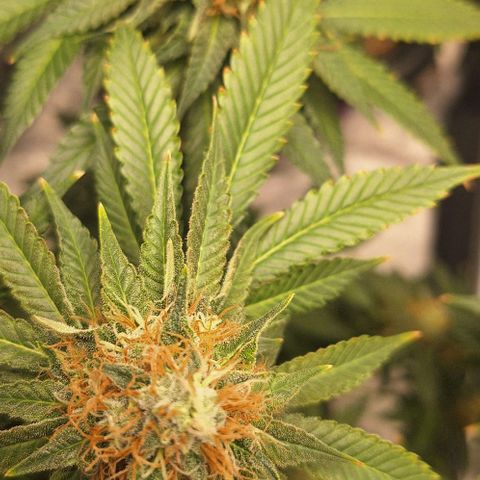 Lebron Haze - BSF growlog timeline photo