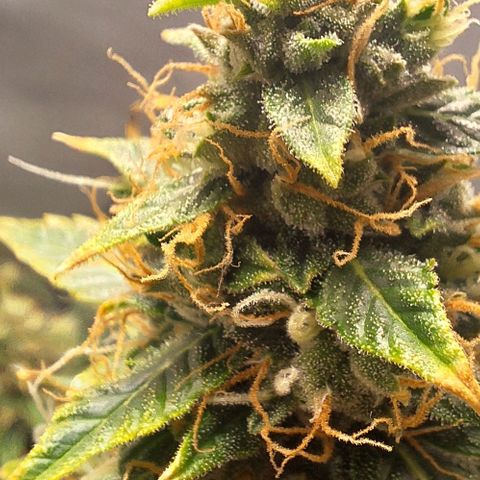 Withe Widow Auto - Trikoma seeds growlog timeline photo