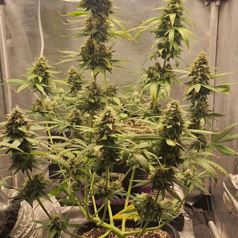 Withe Widow Auto - Trikoma seeds growlog timeline photo