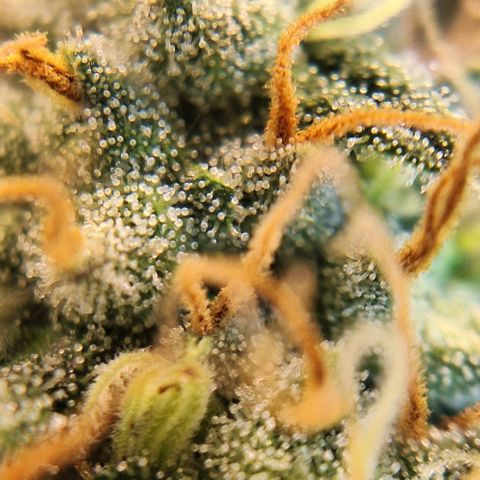 Lebron Haze - BSF growlog timeline photo