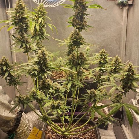 Withe Widow Auto - Trikoma seeds growlog timeline photo
