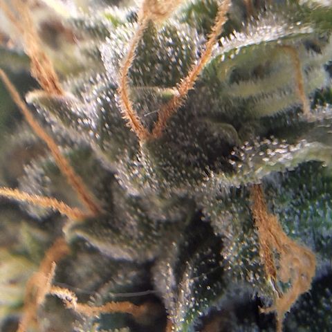 Withe Widow Auto - Trikoma seeds growlog timeline photo