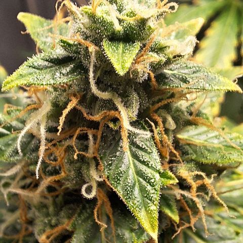 Withe Widow Auto - Trikoma seeds growlog timeline photo