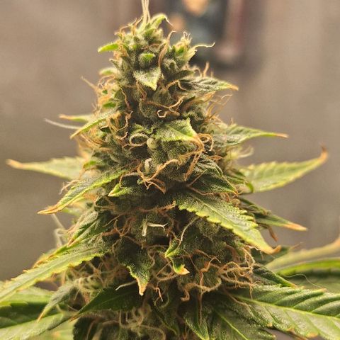 Withe Widow Auto - Trikoma seeds growlog timeline photo