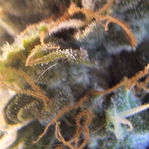 Withe Widow Auto - Trikoma seeds growlog timeline photo