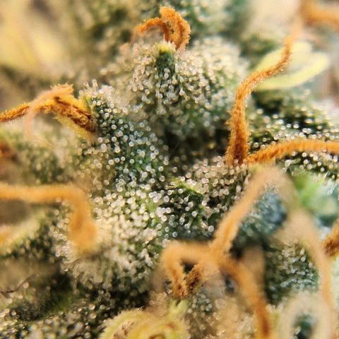 Lebron Haze - BSF growlog timeline photo