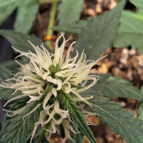 1️⃣-Fast Buds Mix - Auto growlog timeline photo