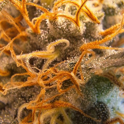 Lebron Haze - BSF growlog timeline photo