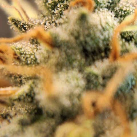 Lebron Haze - BSF growlog timeline photo