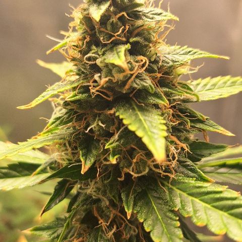 Withe Widow Auto - Trikoma seeds growlog timeline photo