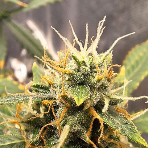 Withe Widow Auto - Trikoma seeds growlog timeline photo
