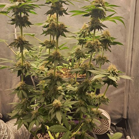 Lebron Haze - BSF growlog timeline photo