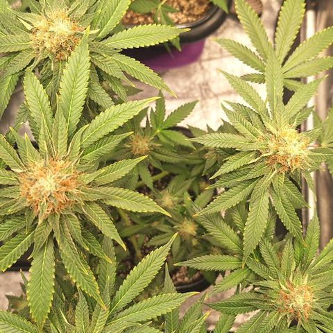 Lebron Haze - BSF growlog timeline photo