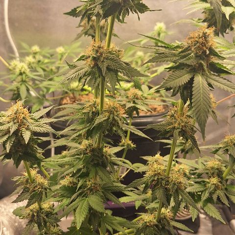Lebron Haze - BSF growlog timeline photo