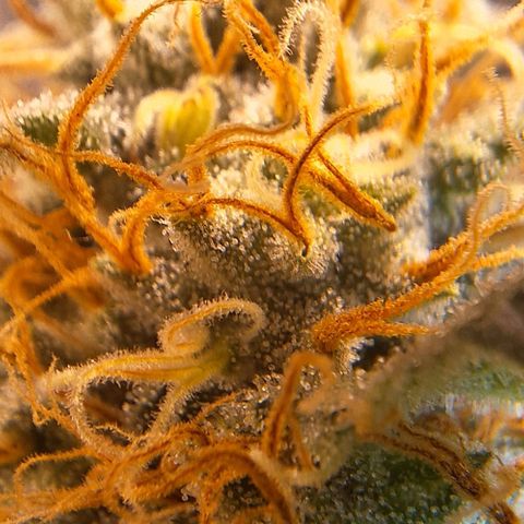 Lebron Haze - BSF growlog timeline photo