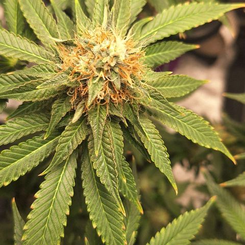 Lebron Haze - BSF growlog timeline photo