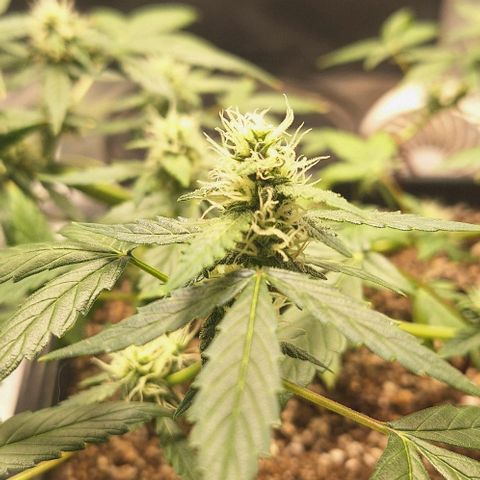 1️⃣-Fast Buds Mix - Auto growlog timeline photo