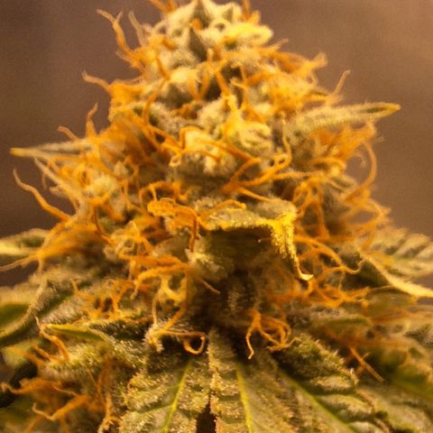 Lebron Haze - BSF growlog timeline photo