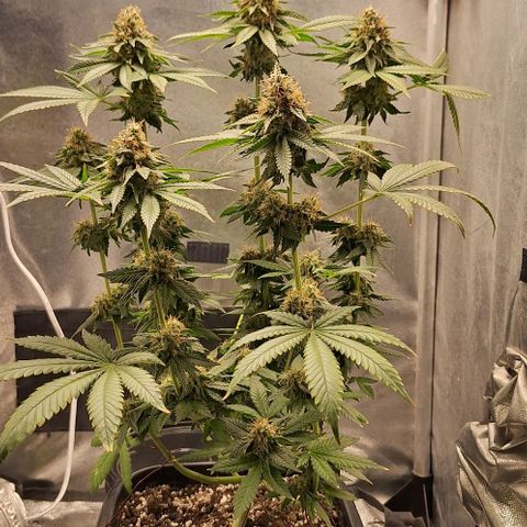 Lebron Haze - BSF growlog timeline photo