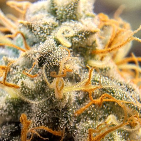 Lebron Haze - BSF growlog timeline photo