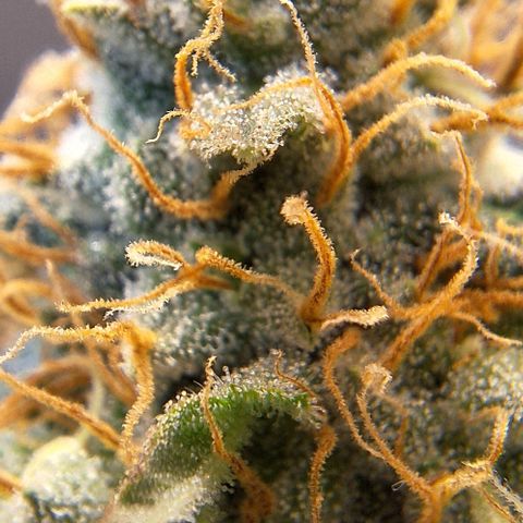 Lebron Haze - BSF growlog timeline photo