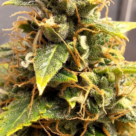 Withe Widow Auto - Trikoma seeds growlog timeline photo