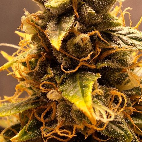 Withe Widow Auto - Trikoma seeds growlog timeline photo