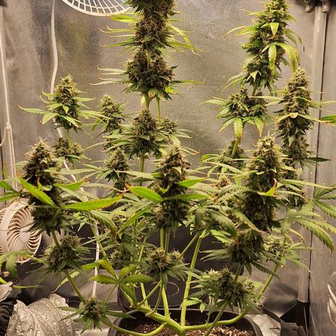 Withe Widow Auto - Trikoma seeds growlog timeline photo