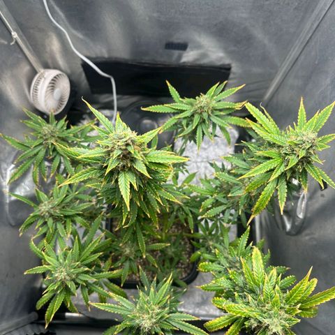 Withe Widow Auto - Trikoma seeds growlog timeline photo