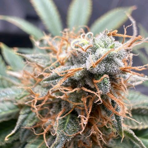 Withe Widow Auto - Trikoma seeds growlog timeline photo