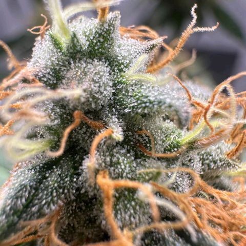 Withe Widow Auto - Trikoma seeds growlog timeline photo