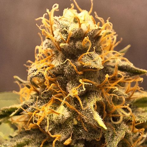 Lebron Haze - BSF growlog timeline photo