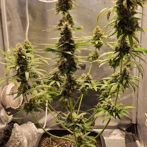 Withe Widow Auto - Trikoma seeds growlog timeline photo