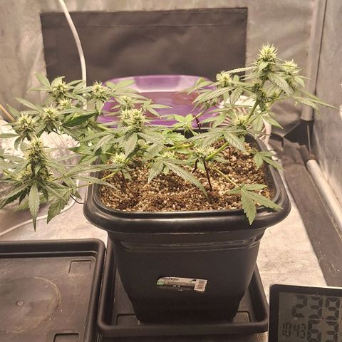 1️⃣-Fast Buds Mix - Auto growlog timeline photo