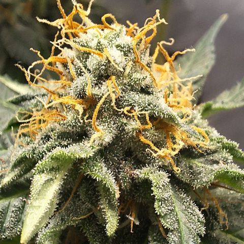 Lebron Haze - BSF growlog timeline photo