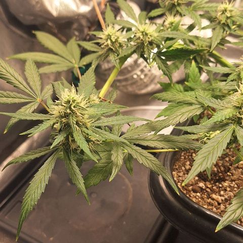 1️⃣-Fast Buds Mix - Auto growlog timeline photo