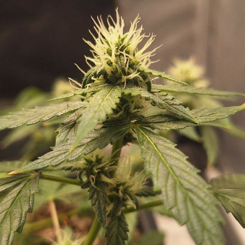 1️⃣-Fast Buds Mix - Auto growlog timeline photo