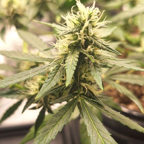 1️⃣-Fast Buds Mix - Auto growlog timeline photo